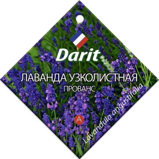 Лаванда узколистная «Прованс» (Дарит) Лаванда узколистная «Прованс» (Дарит)