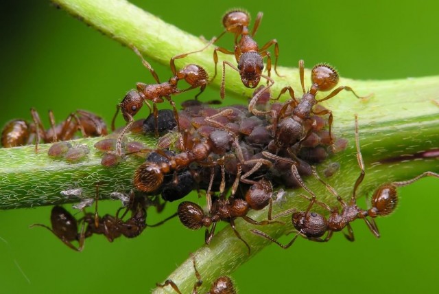 Ради сладкого нектара, выделяемого тлёй, муравьи опекают этого вредителя с завидной самоотверженностью