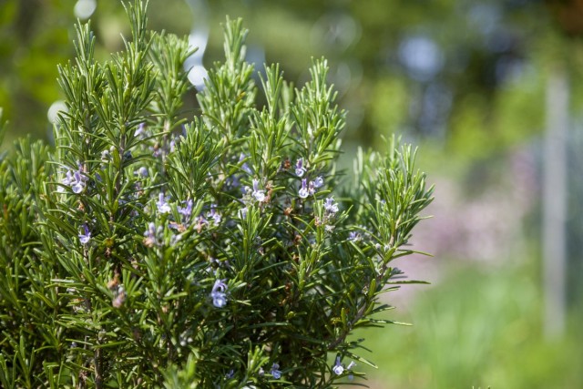 Розмарин обыкновенный, или Розмарин лекарственный (Rosmarinus officinalis) Розмарин обыкновенный, или Розмарин лекарственный (Rosmarinus officinalis)