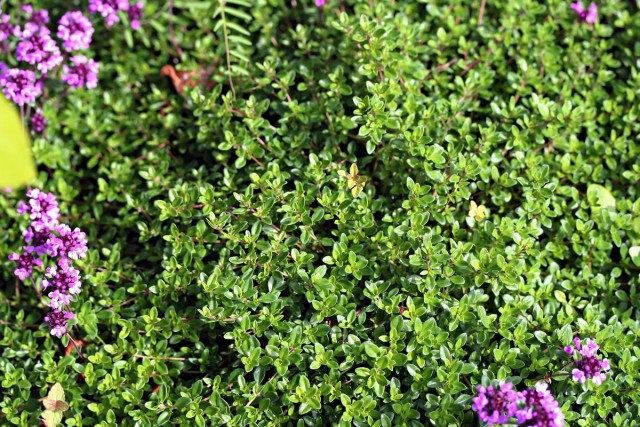 Тимьян обыкновенный (Thymus vulgaris) Тимьян обыкновенный (Thymus vulgaris)