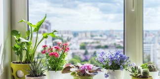 5 самых ярких комнатных растений, которые цветут всё лето