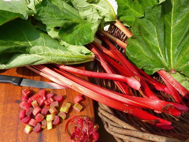 Ревень — вкусные черешки, целебный корень Ревень — вкусные черешки, целебный корень