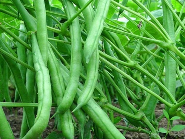 Стручковая кустовая фасоль «Нагано» Стручковая кустовая фасоль «Нагано»