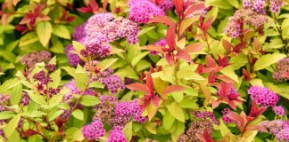 Спирея японская — разноцветный кустарник для вашего сада