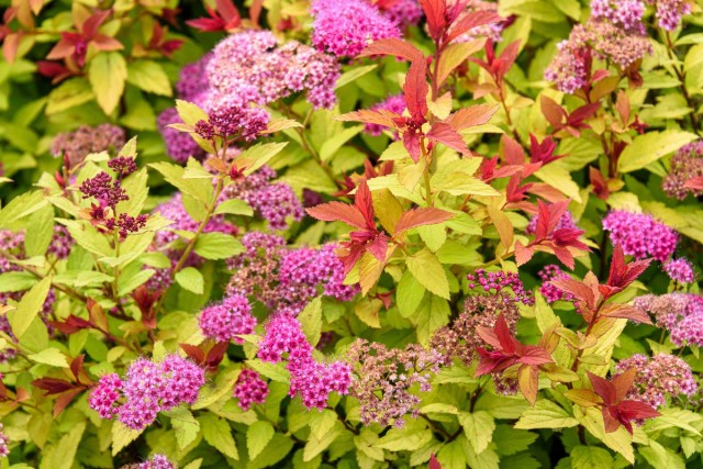 Спирея японская — разноцветный кустарник для вашего сада