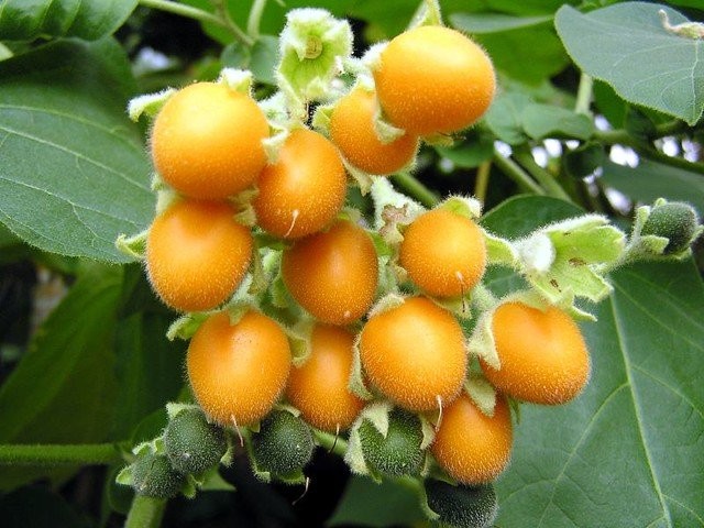 Цифомандра древовидная (Cyphomandra abutiloides) Цифомандра древовидная (Cyphomandra abutiloides)