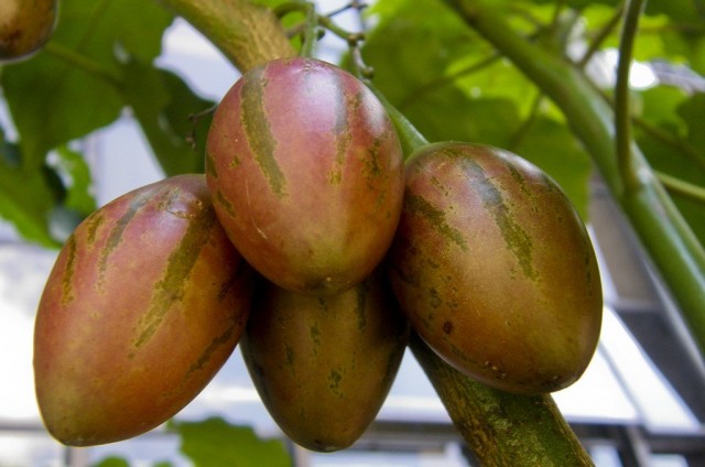 Цифомандра свекольная (Cyphomandra betaceae) Цифомандра свекольная (Cyphomandra betaceae)