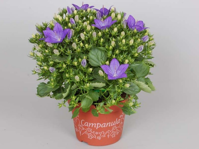 Колокольчик равнолистный (Campanula isophylla) Колокольчик равнолистный (Campanula isophylla)