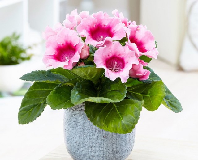 Синнингия прекрасная (Sinningia speciosa) Синнингия прекрасная (Sinningia speciosa)