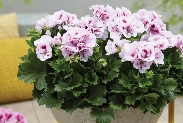 Герань крупноцветковая (Pelargonium grandiflorum) Герань крупноцветковая (Pelargonium grandiflorum)