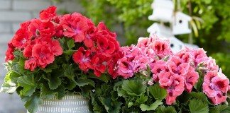 5 недолговечных комнатных растений с обильным цветением летом