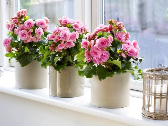 Бегония высокая (Begonia elatior) Бегония высокая (Begonia elatior)