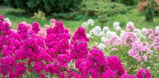 5 самых неприхотливых многолетних цветов, которые украшают мой сад в июле
