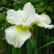 Ирис сибирский «Харпсвелл Хэппинесс» (Iris Sibirica 'Harpswell Happiness') Ирис сибирский «Харпсвелл Хэппинесс» (Iris Sibirica 'Harpswell Happiness')