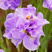 Ирис сибирский «Хэвинг Фан» (Iris sibirica 'Having Fun') Ирис сибирский «Хэвинг Фан» (Iris sibirica 'Having Fun')