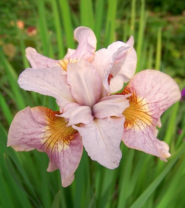 Ирис сибирский «Лемон Вейл» (Iris Sibirica 'Lemon Veil') Ирис сибирский «Лемон Вейл» (Iris Sibirica 'Lemon Veil')