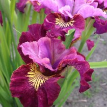 Ирис сибирский «Мисс Эппл» (Iris Sibirica 'Miss Apple') Ирис сибирский «Мисс Эппл» (Iris Sibirica 'Miss Apple')