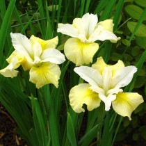 Ирис сибирский «Мун Силк» (Iris Sibirica 'Moon Silk') Ирис сибирский «Мун Силк» (Iris Sibirica 'Moon Silk')