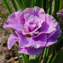 Ирис сибирский «Пинк Парфе» (Iris Sibirica 'Pink Parfait') Ирис сибирский «Пинк Парфе» (Iris Sibirica 'Pink Parfait')