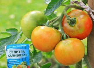 Кальций – необходимый для всех растений, без исключения, элемент