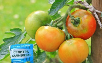 Кальций – необходимый для всех растений, без исключения, элемент