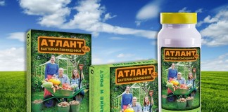 Подарите растениям силу Атланта