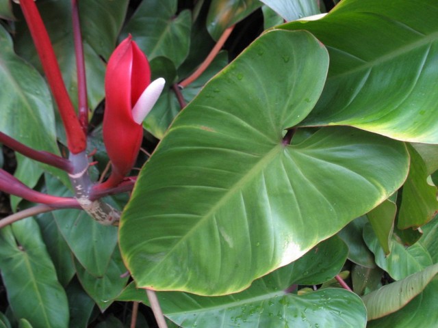 Если филодендрону краснеющему комфортно в доме, он может удивить ярким, необычным соцветием