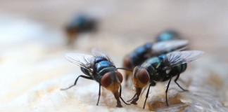 Борьба с мухами – задача, которую приходится решать практически всем – и горожанам, и дачника