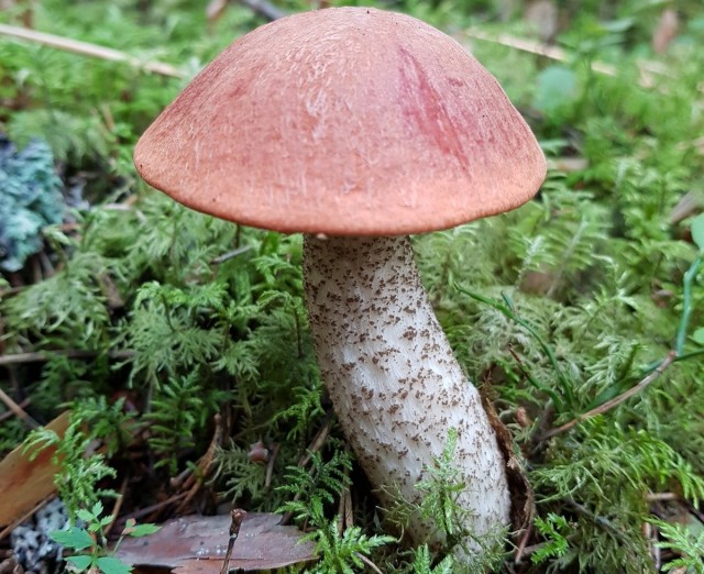 Подосиновик — гриб, который средне накапливает радионуклиды