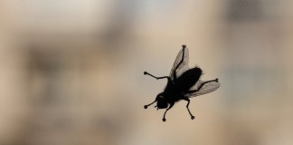 Лето без мух — самые эффективные и безопасные средства