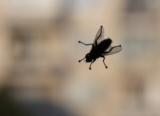 Лето без мух — самые эффективные и безопасные средства