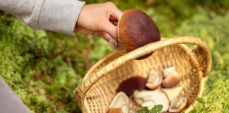 Как обезопасить себя, собирая грибы?