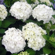 Гортензия крупнолистная ‘Soeur Therese’ Гортензия крупнолистная ‘Soeur Therese’