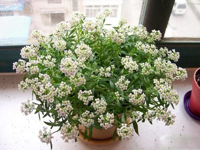 Алиссум, или Лобулярия морская (Lobularia maritima) Алиссум, или Лобулярия морская (Lobularia maritima)