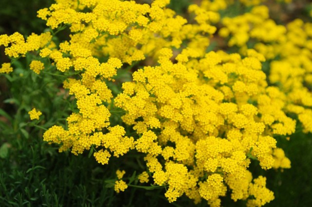 Алиссум скальный, или Ауриния скальная (Aurinia saxatilis) Алиссум скальный, или Ауриния скальная (Aurinia saxatilis)