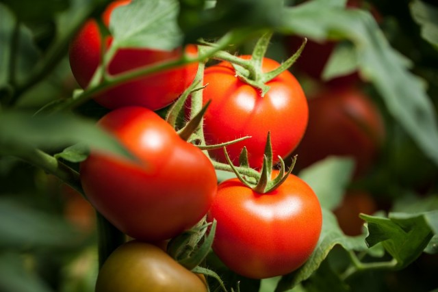 Мой опыт формирования томатов для продления плодоношения