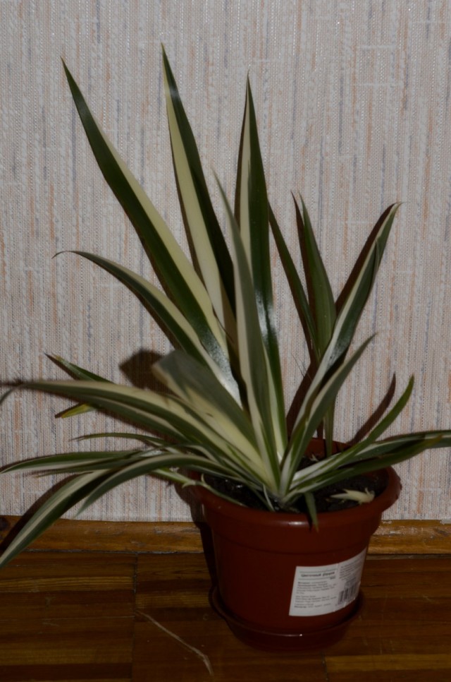 Неомарика пестрая (Neomarica variegata) Неомарика пестрая (Neomarica variegata)