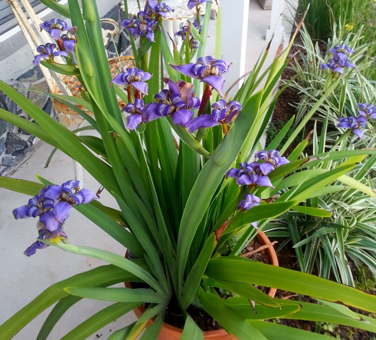 Цветок неомарика (шагающий ирис): фото, уход в домашних условиях