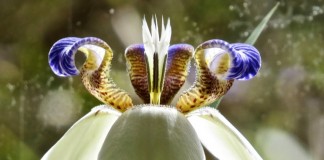Шагающий ирис, или Неомарика — великолепная экзотика на подоконнике