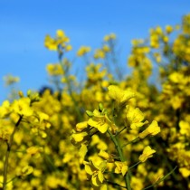 Горчица Горчица