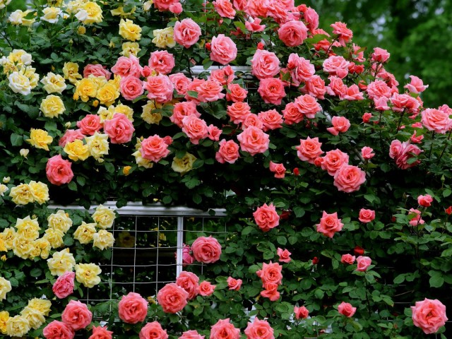 Размножение роз окулировкой — все, что нужно знать начинающим цветоводам 