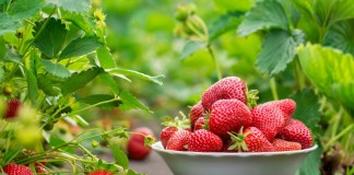 Почему моя клубника никогда не болеет серой гнилью