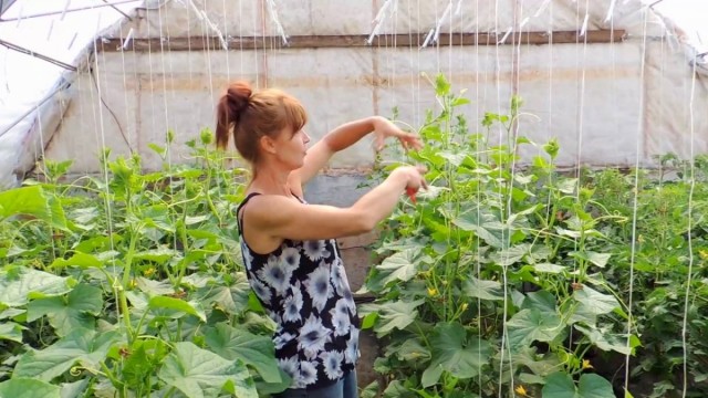 В процессе роста огурца постепенно приводим растение к одному главному стеблю, обрезая боковые побеги В процессе роста огурца постепенно приводим растение к одному главному стеблю, обрезая боковые побеги