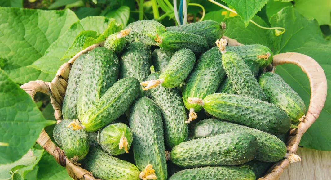 Прищипывание огурцов, или Как в разы увеличить урожай Прищипывание огурцов, или Как в разы увеличить урожай