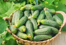 Прищипывание огурцов, или Как в разы увеличить урожай Прищипывание огурцов, или Как в разы увеличить урожай