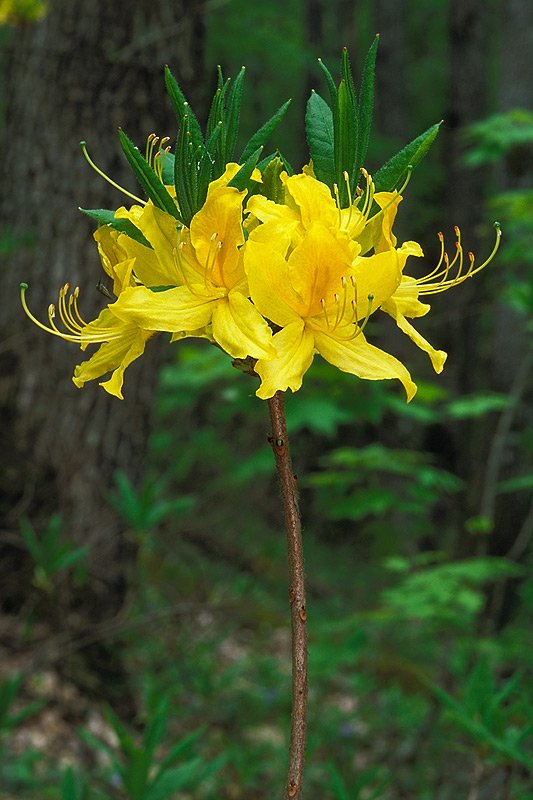 rhododendron_luteum_big09