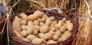 «Синклер» — сохранит посадочный картофель до весны