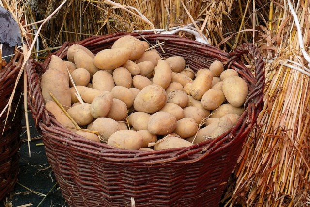«Синклер» — сохранит посадочный картофель до весны