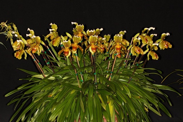 Пафиопедилум замечательный (Paphiopedilum insigne). © John Varigos Пафиопедилум замечательный (Paphiopedilum insigne). © John Varigos