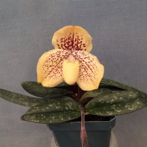 Пафиопедилум хорошенький (Paphiopedilum conco-bellatulum) Пафиопедилум хорошенький (Paphiopedilum conco-bellatulum)